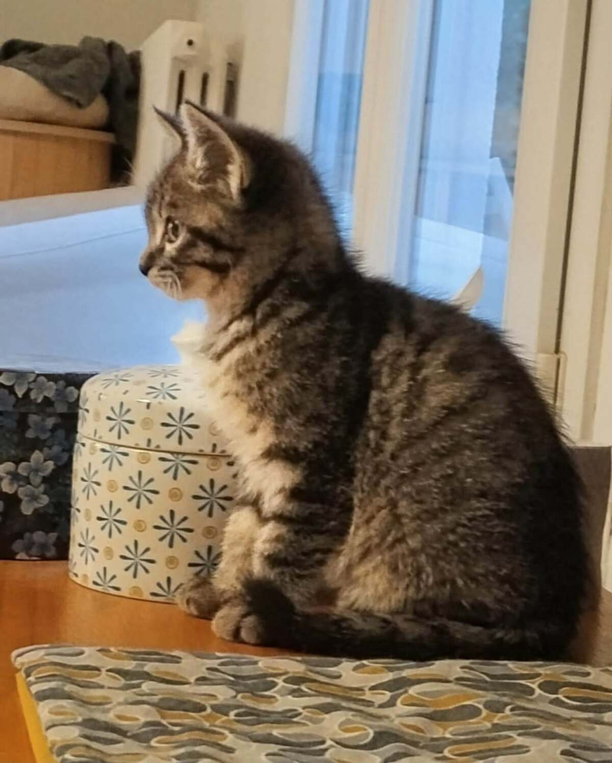 Adoption Berto