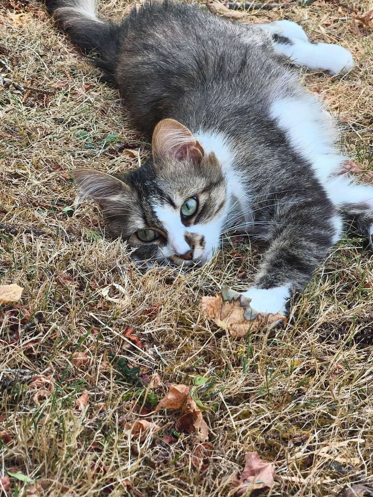 Adoption Bella