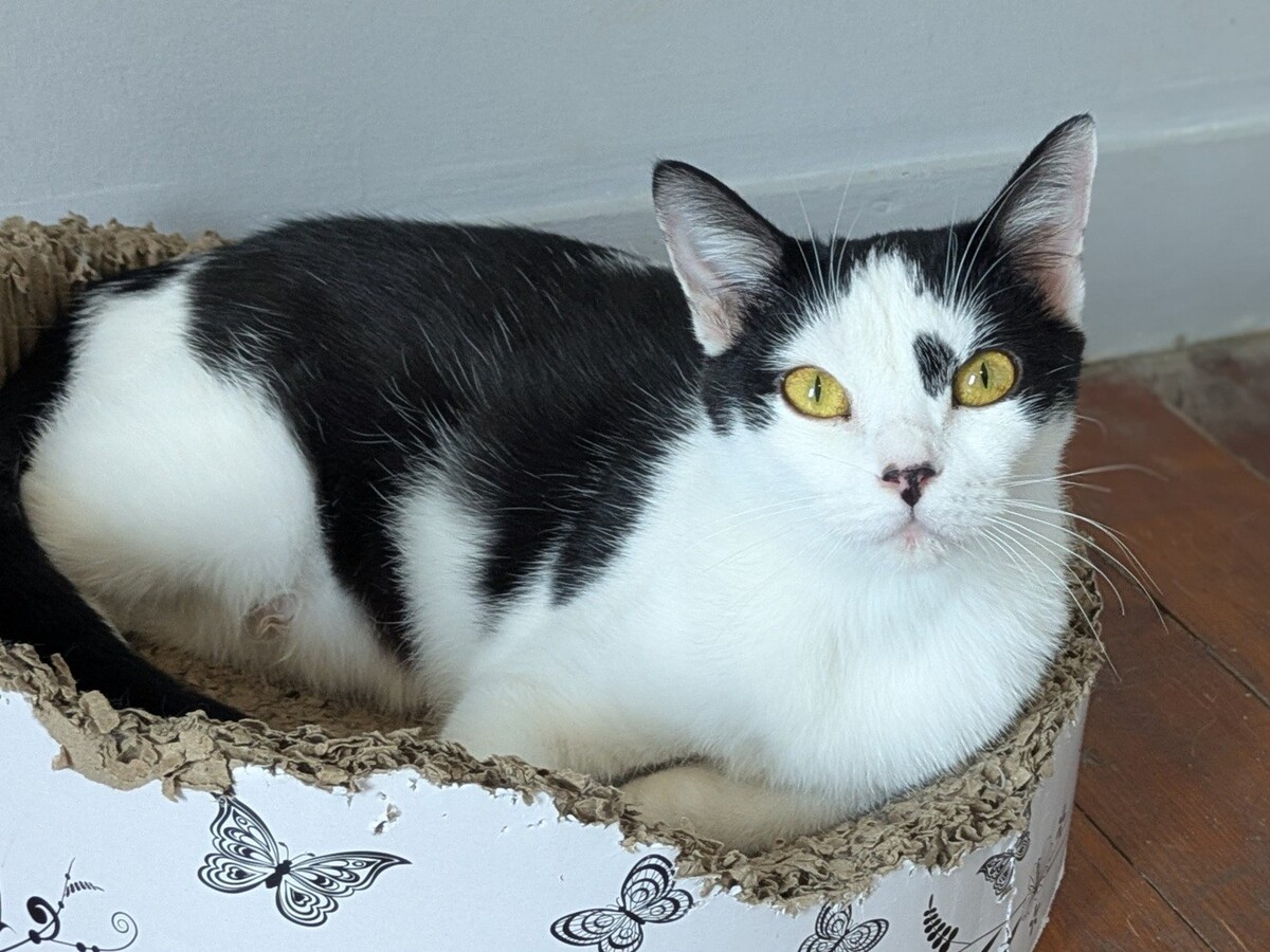 Adoption Aryna