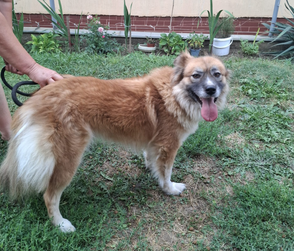Adoption Summer