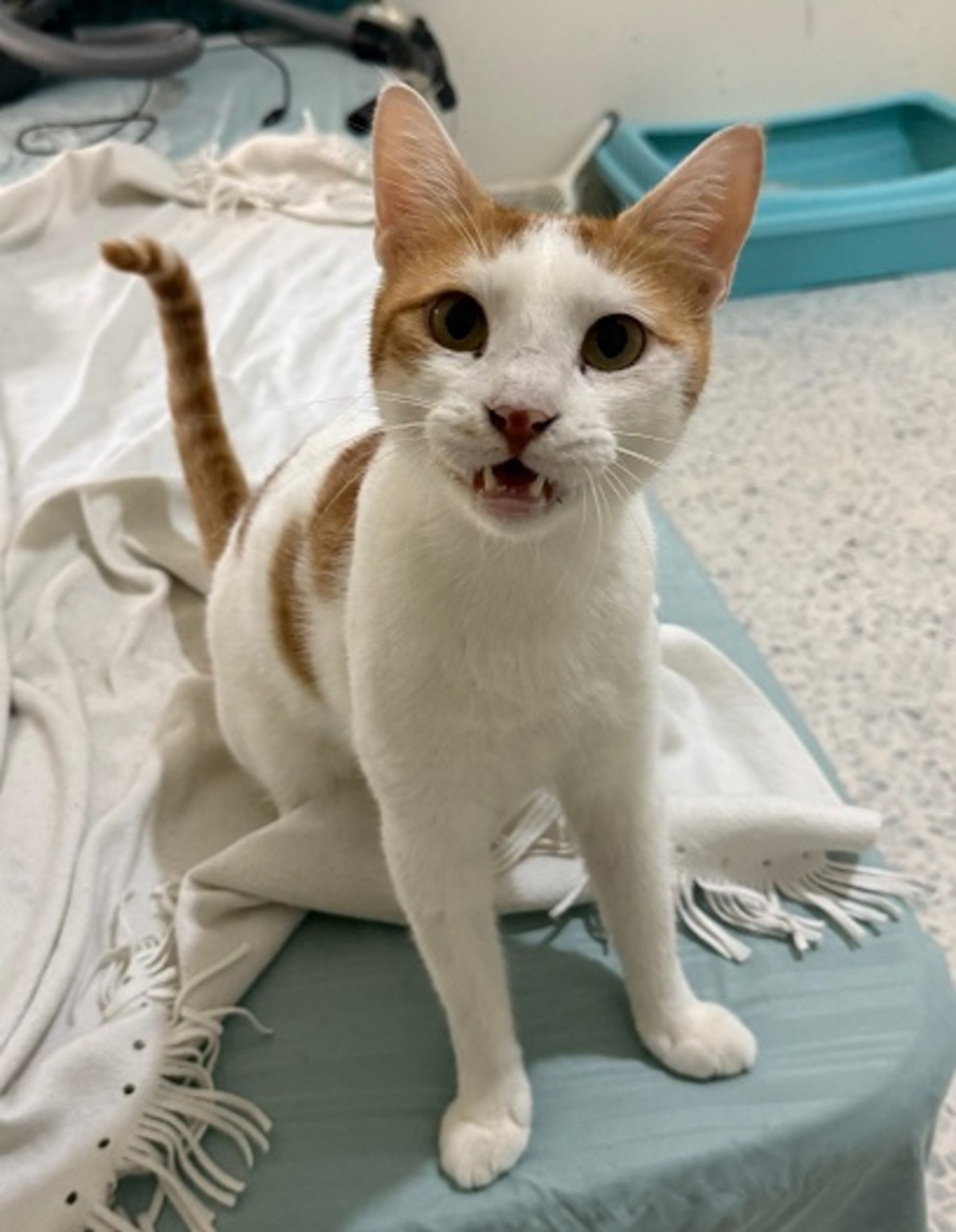 Adoption Bambam