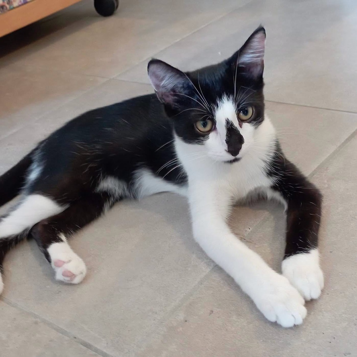 Adoption ZOOK