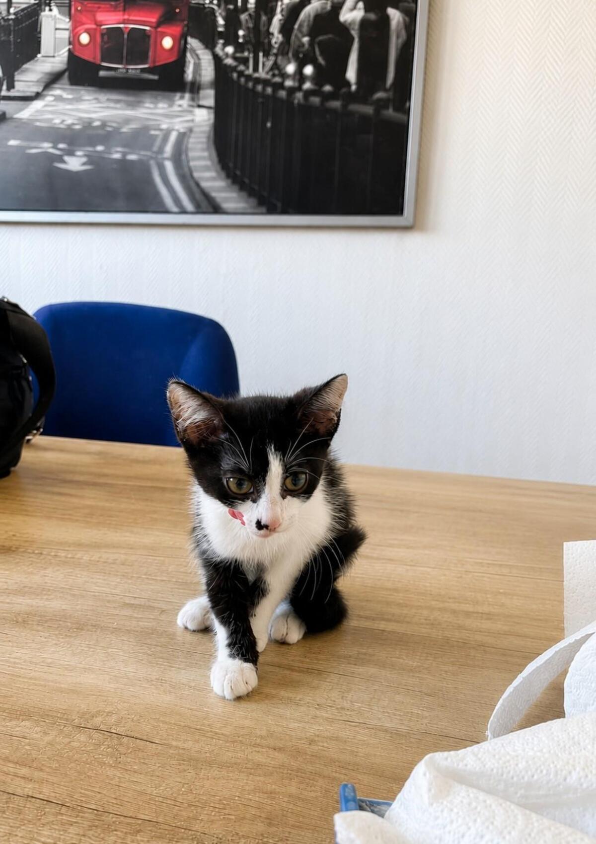 Adoption Baya