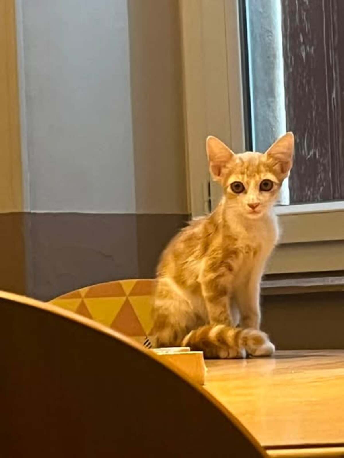 Adoption D'Artagnan
