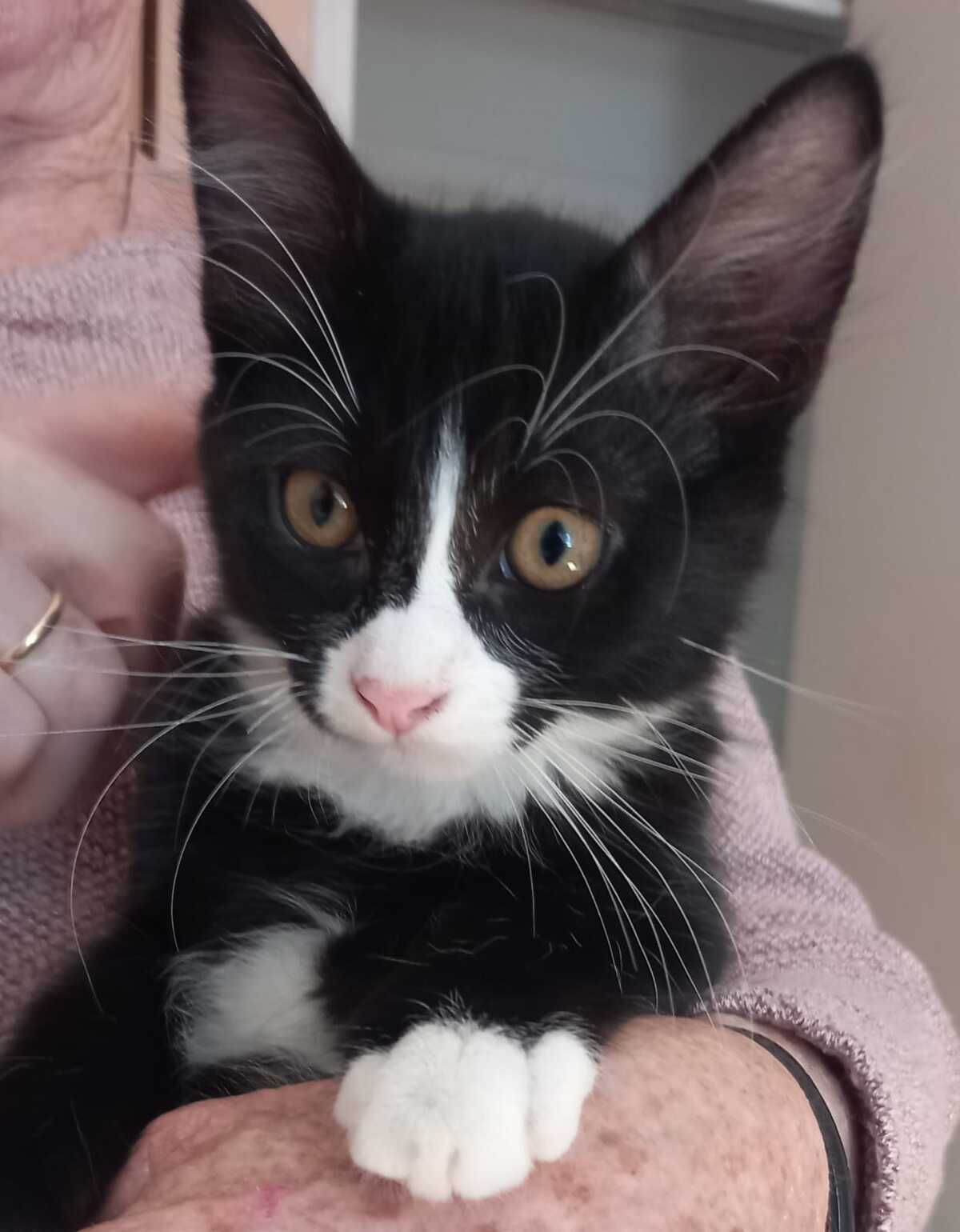 Adoption Brindille
