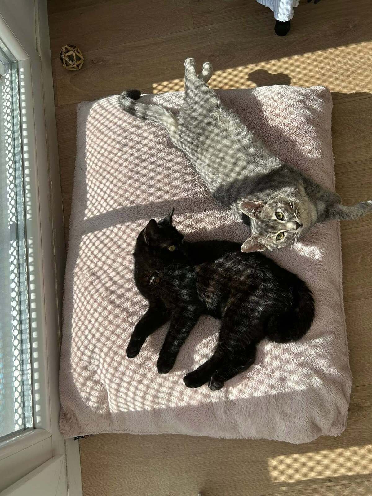 Adoption Malo