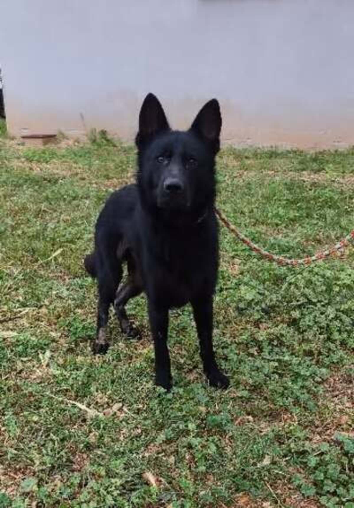 Adoption Loki