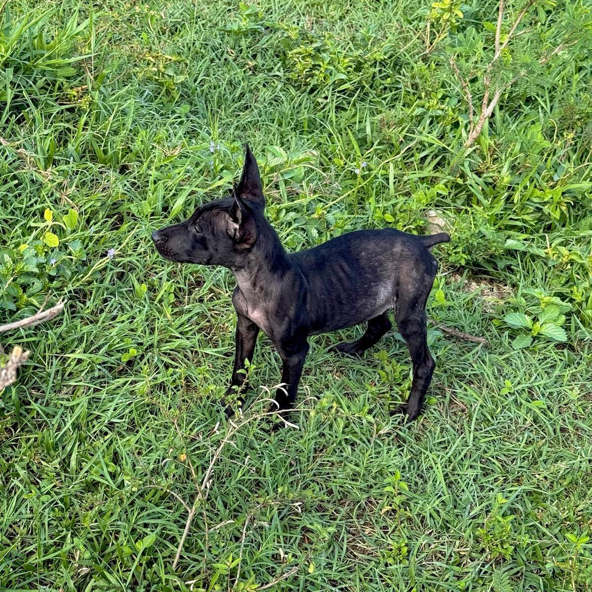 Adoption Marshall