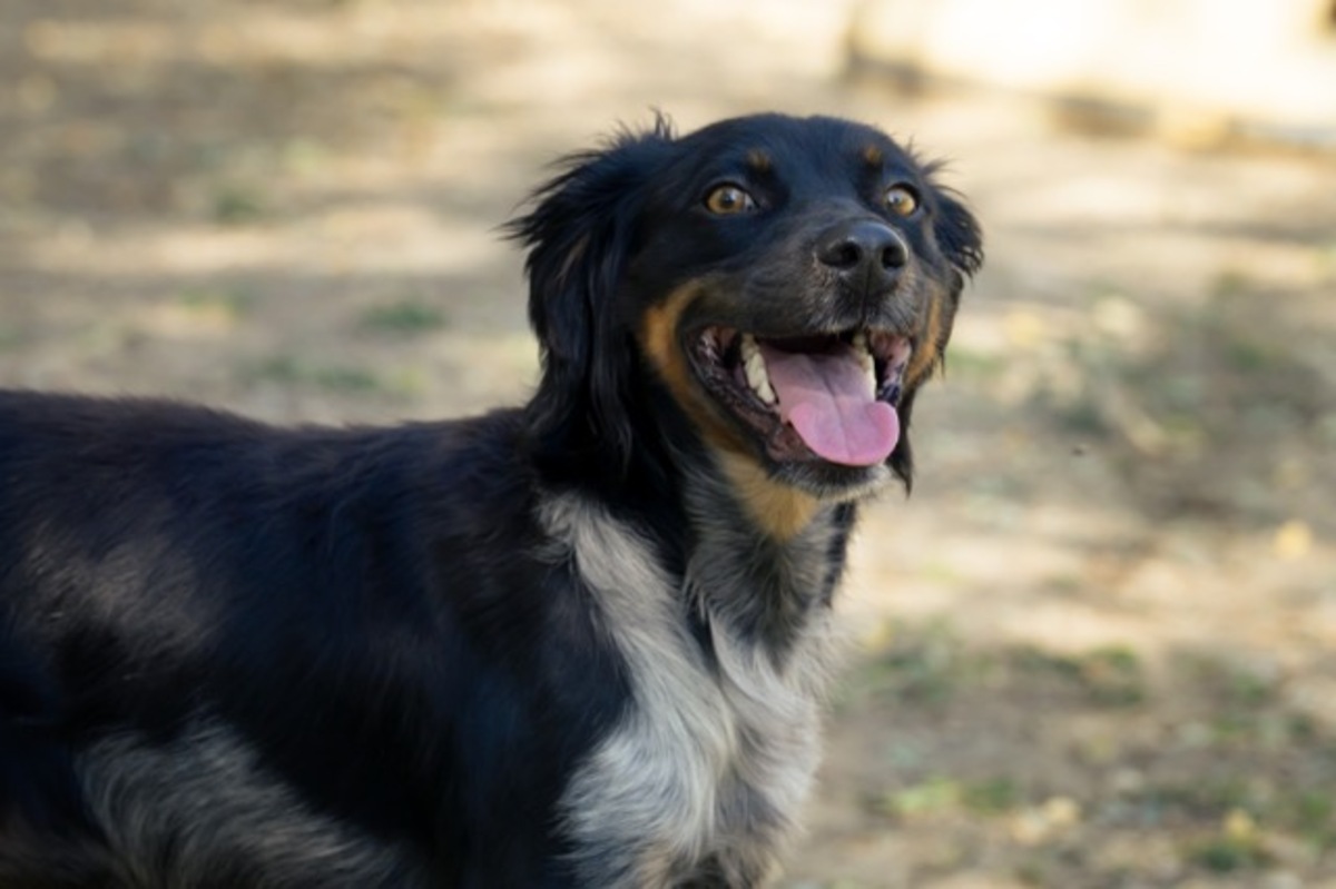 Adoption Aïko