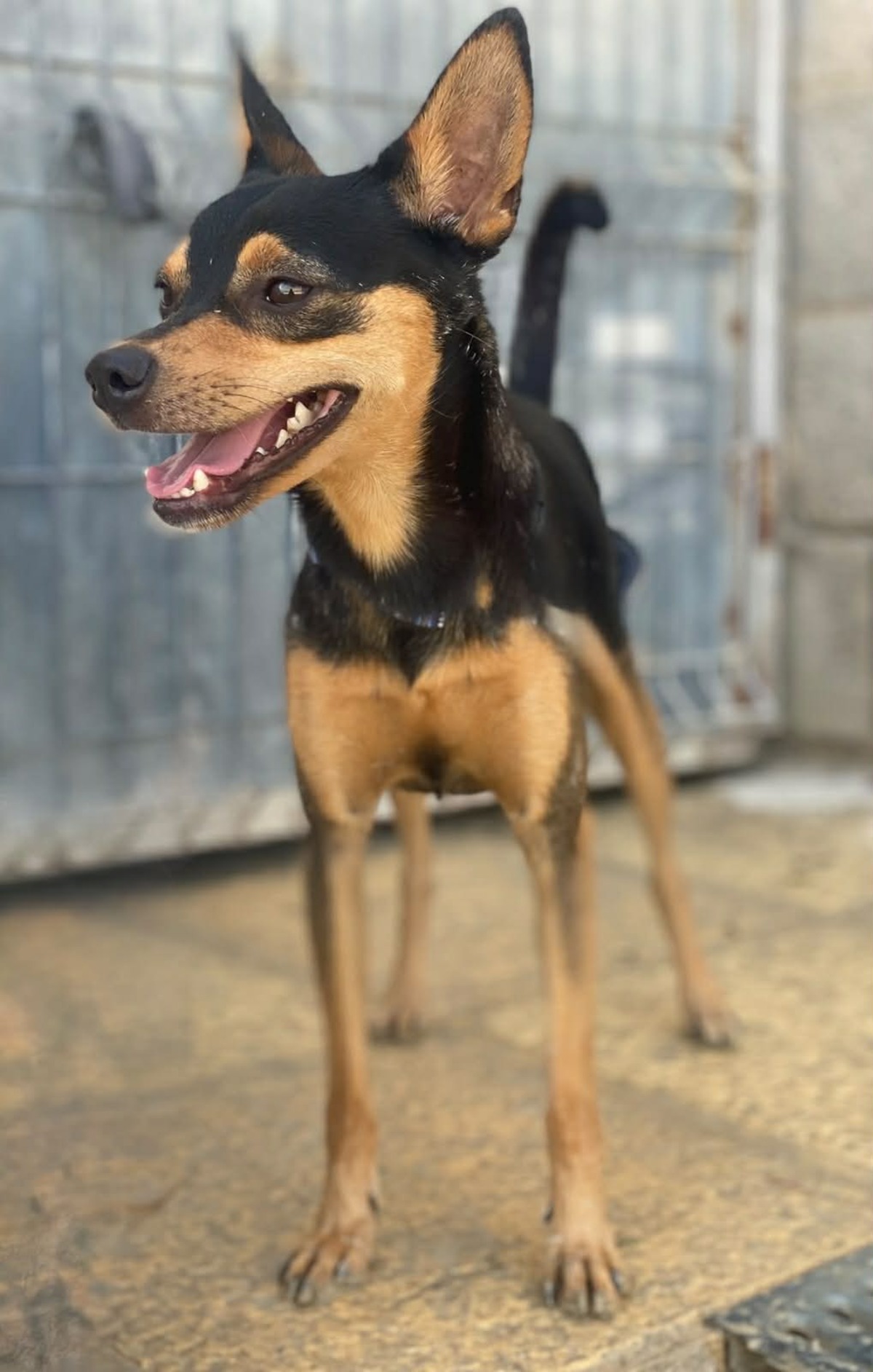 Adoption Dandy 