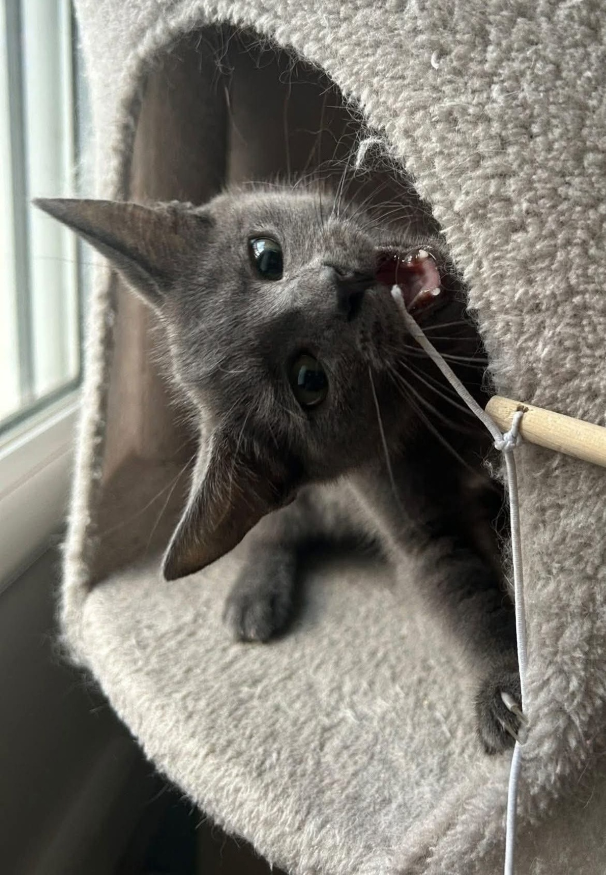 Adoption Addicie et Héméra 
