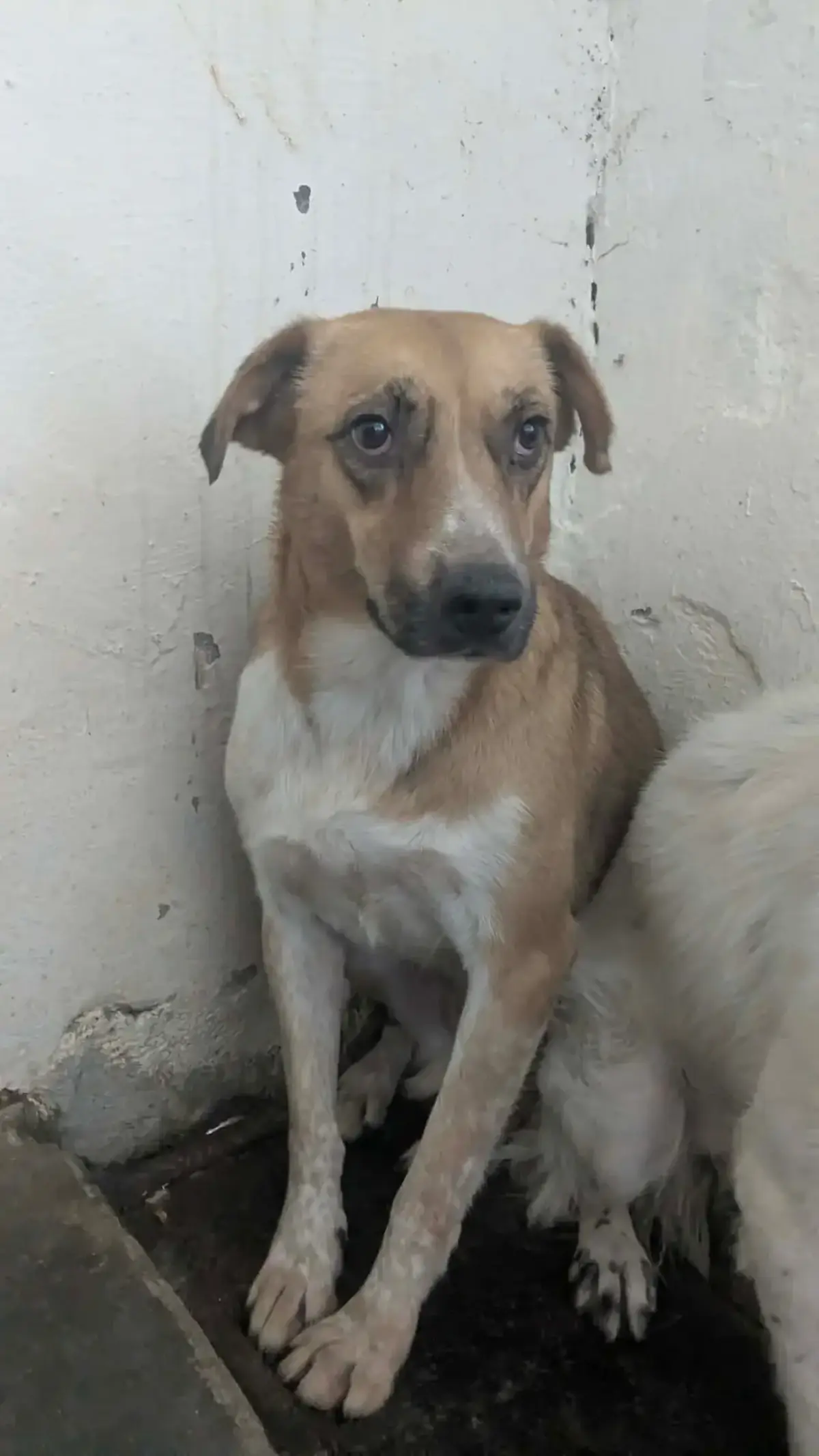 Adoption Tâm