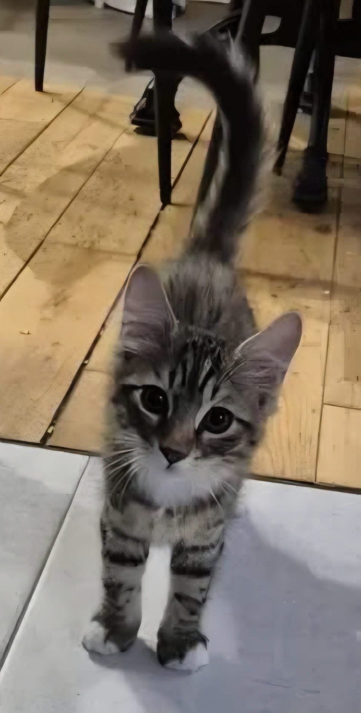 Adoption JACE 