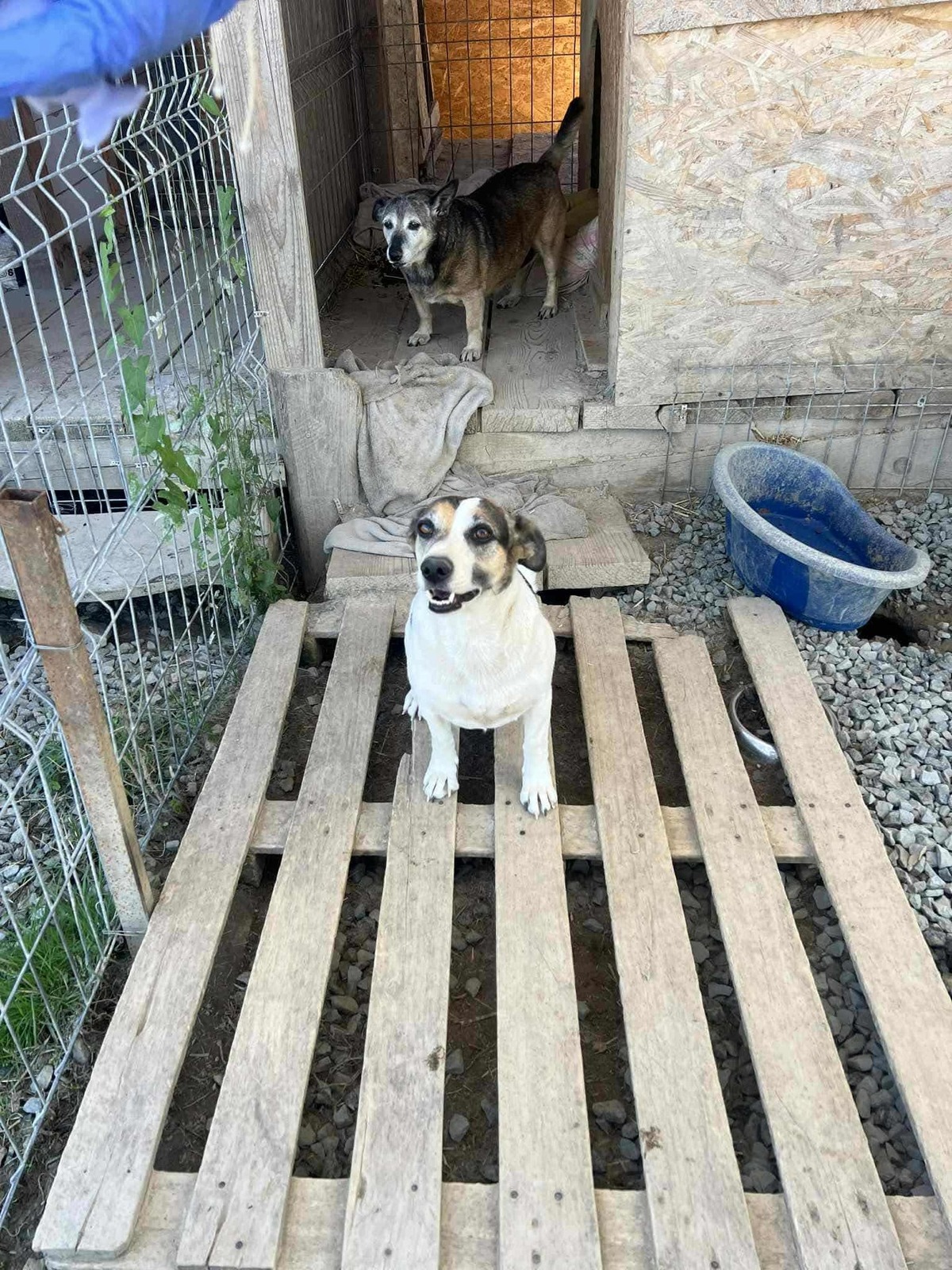 Adoption Mira