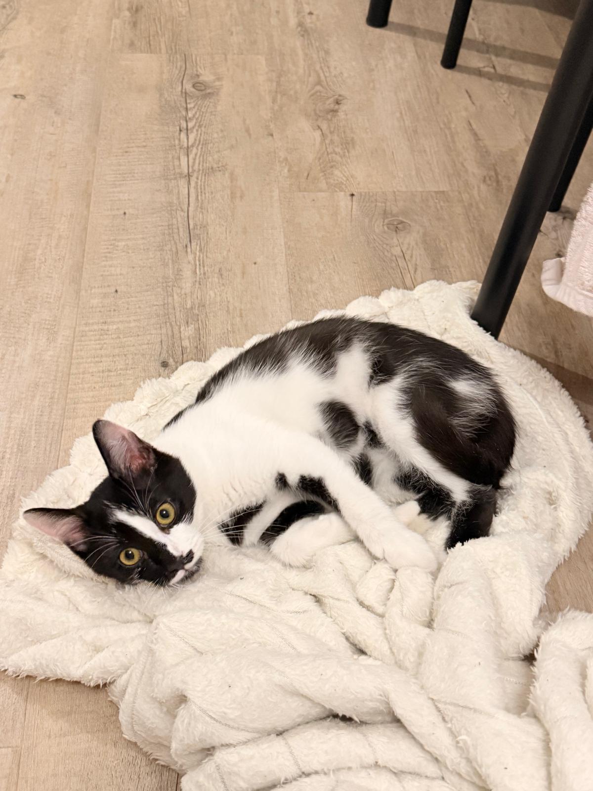Adoption Cacao