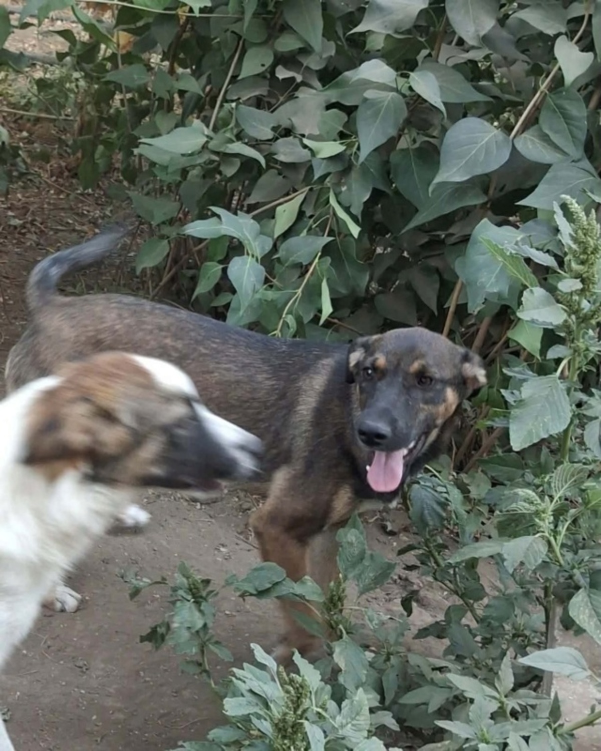 Adoption Immie