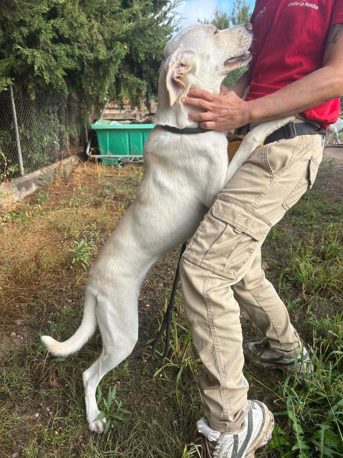 Adoption Lina