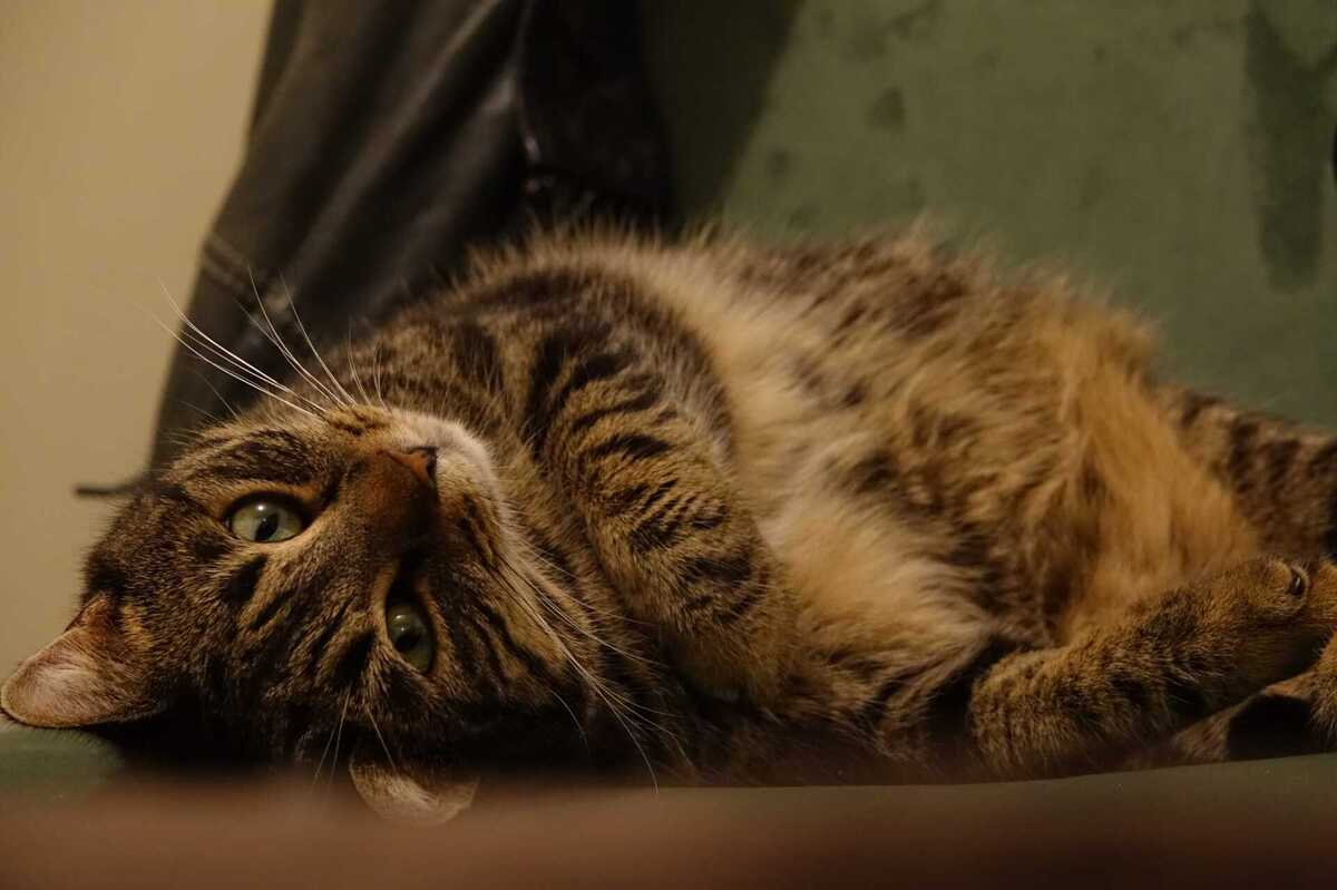 Adoption Athena