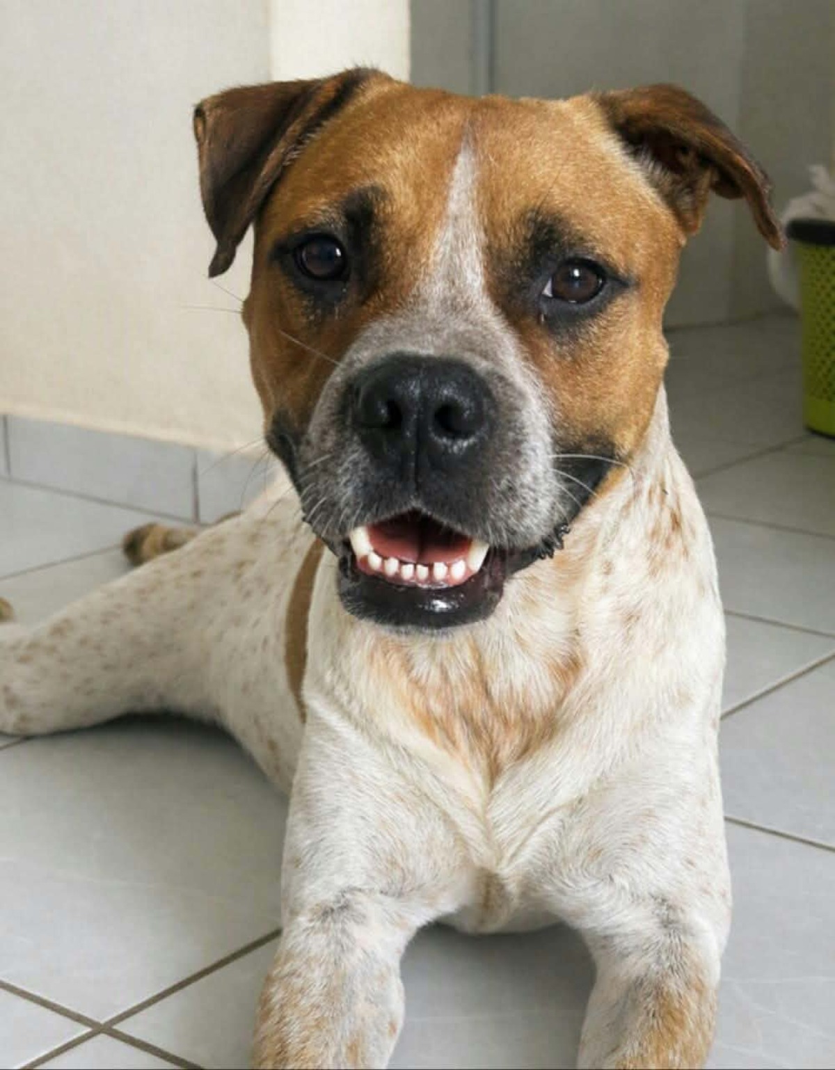 Adoption Rock