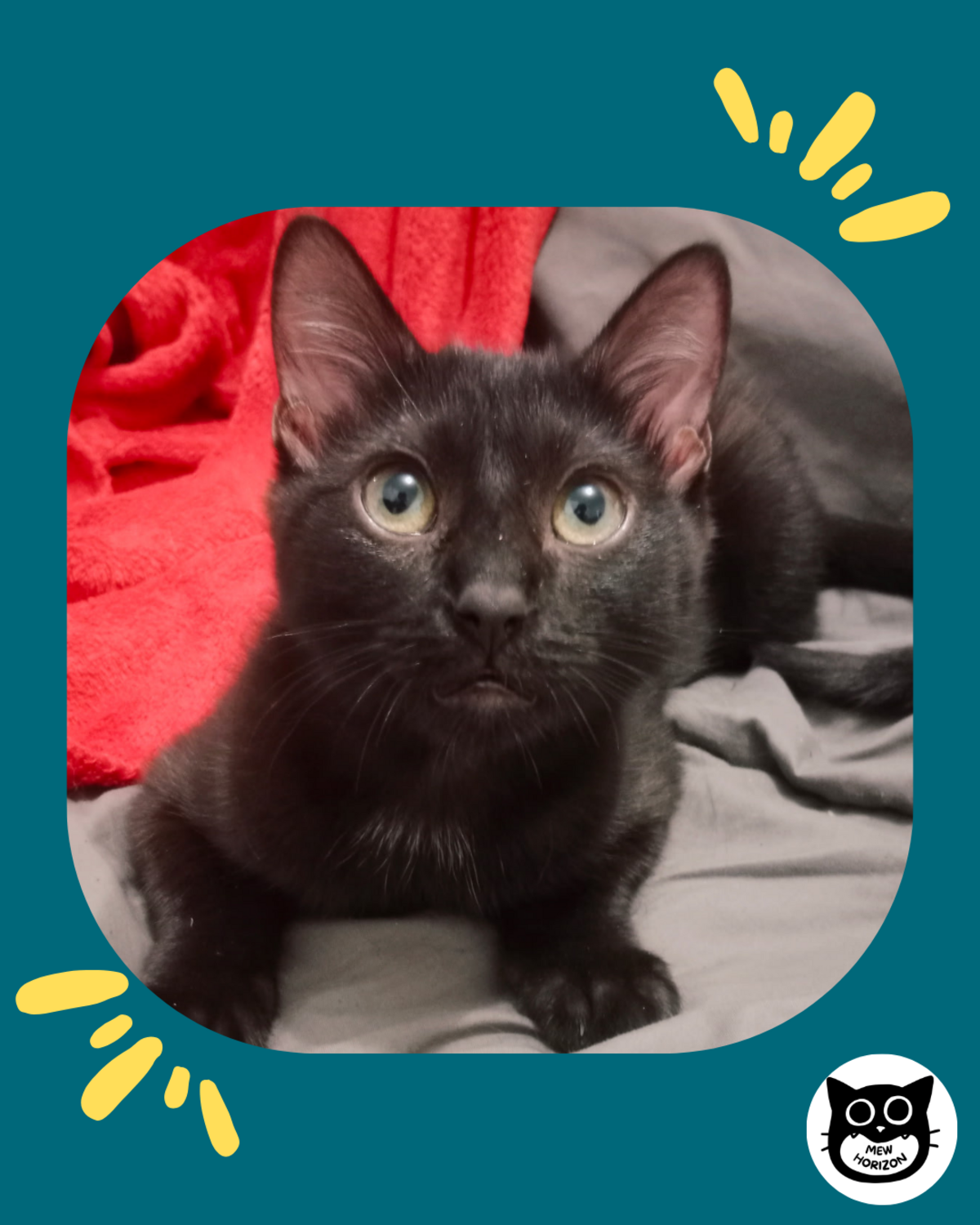 Adoption Makus
