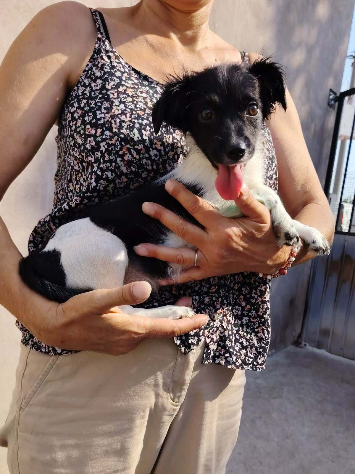 Adoption Réglisse