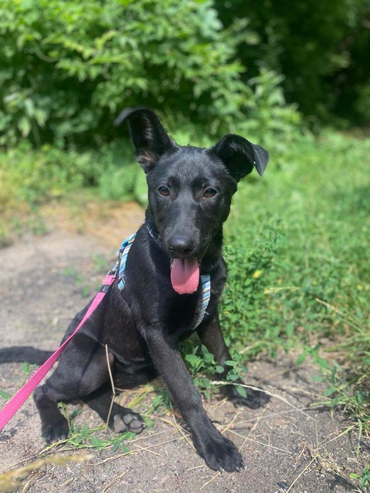 Adoption Scarlet