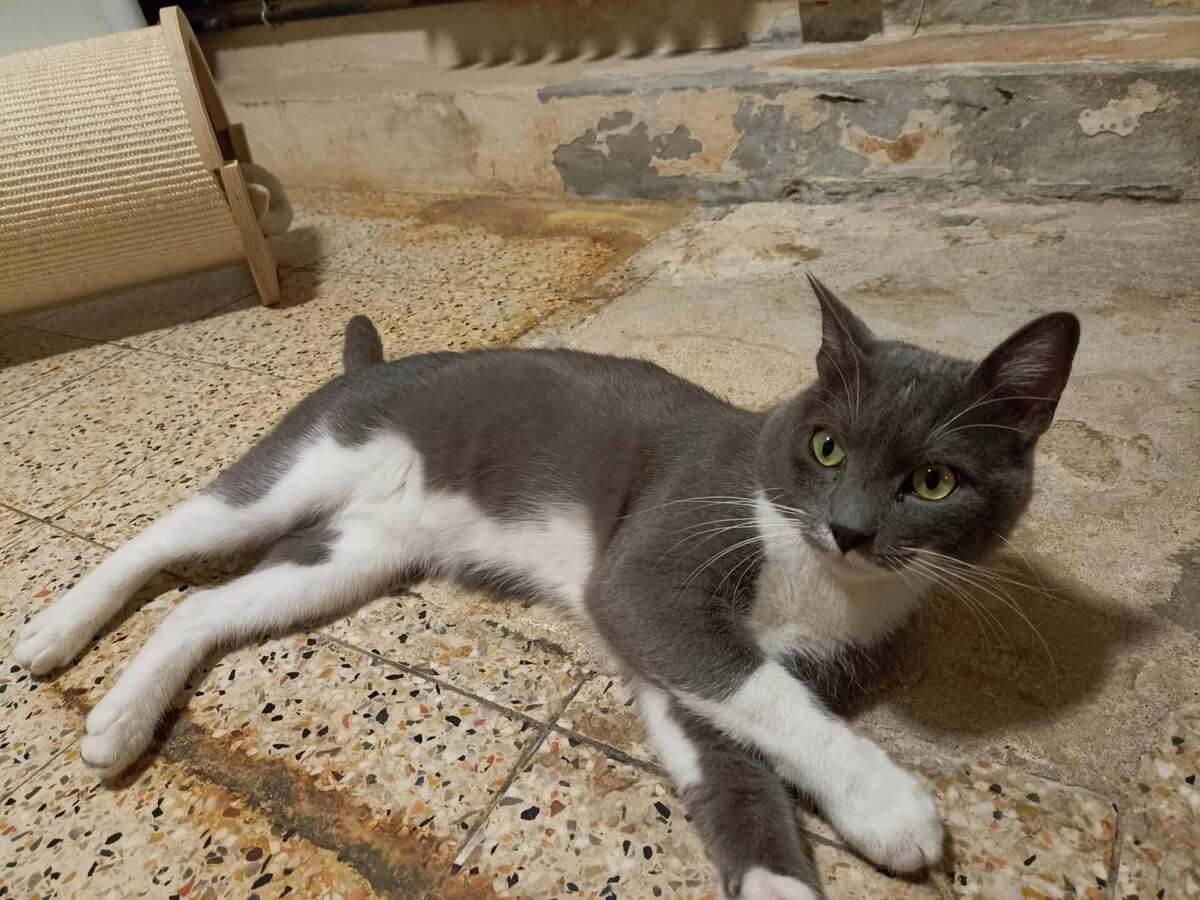Adoption Doumé