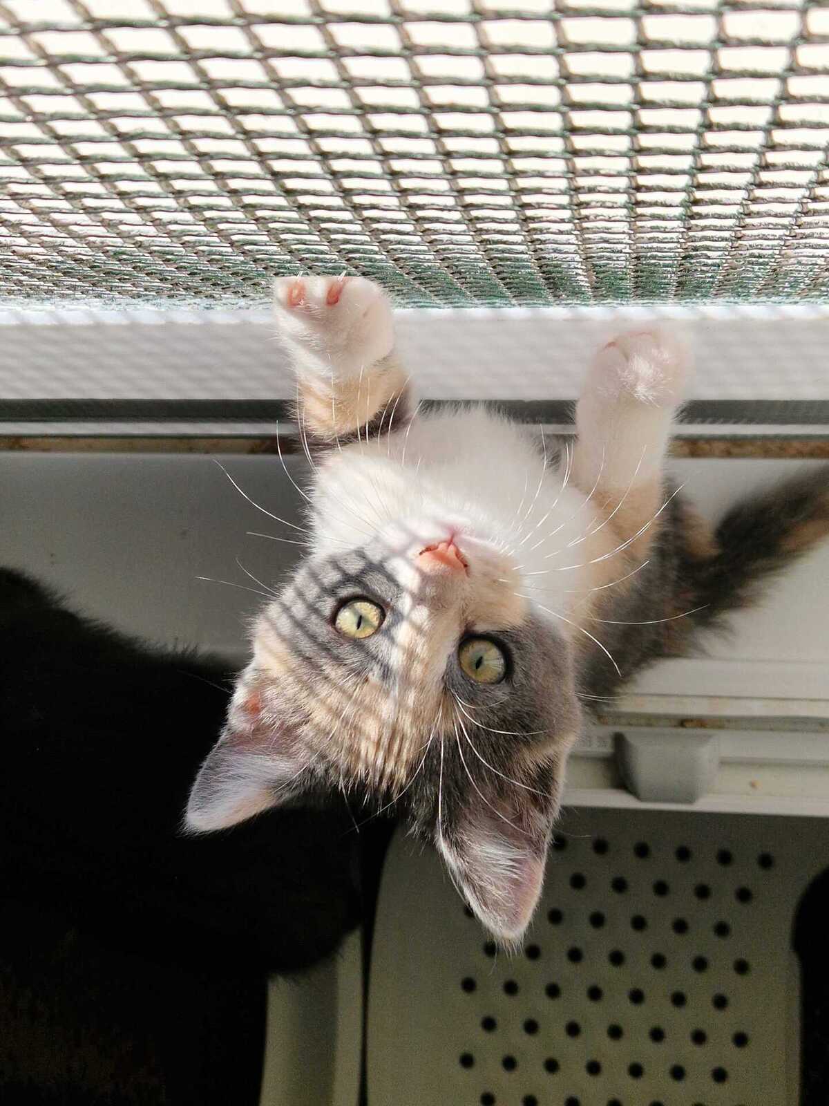 Adoption Bulle
