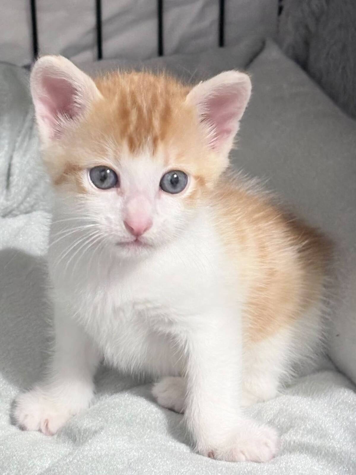 Adoption Trouvé