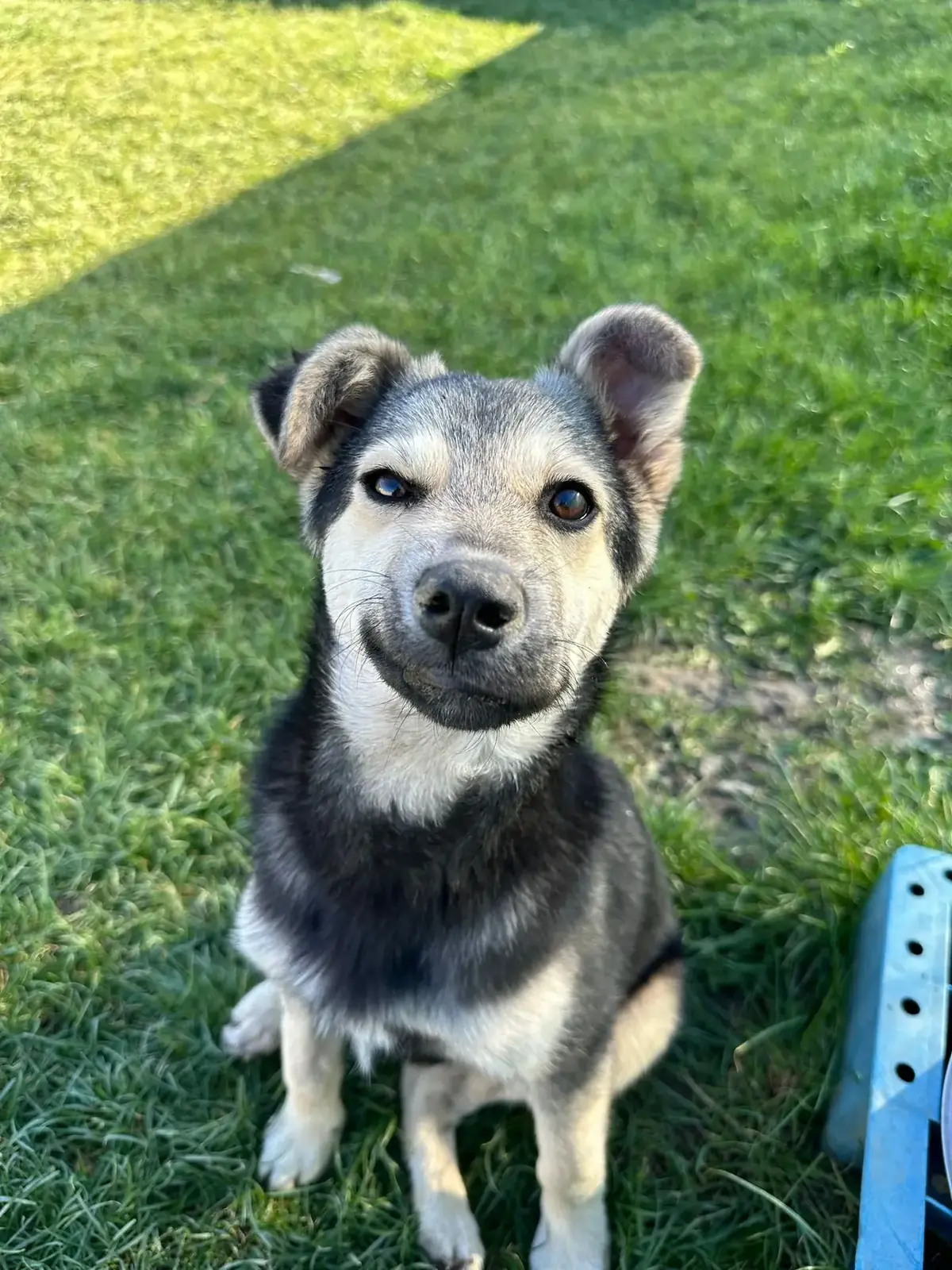 Adoption Arthur