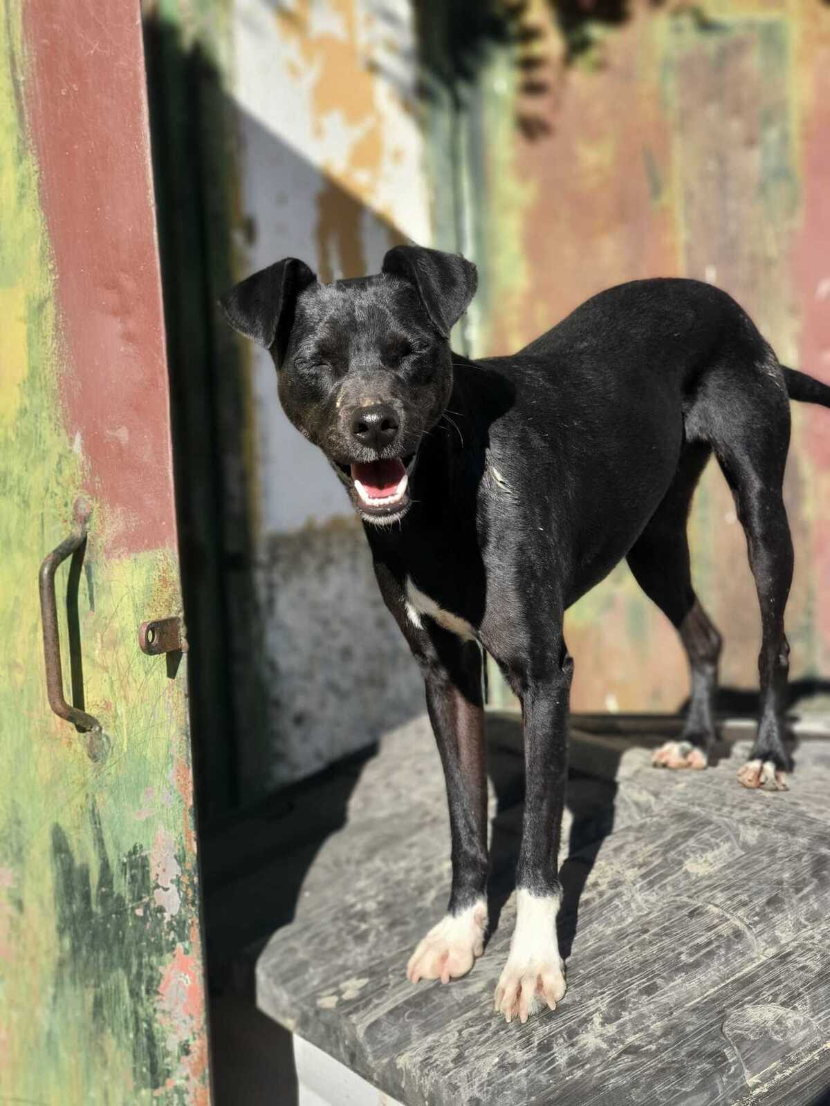 Adoption Helio