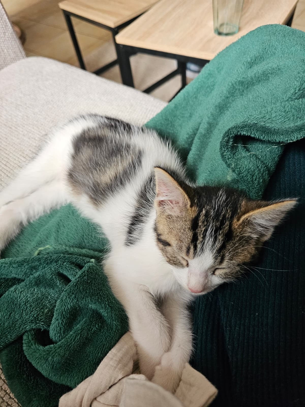 Adoption Bianca