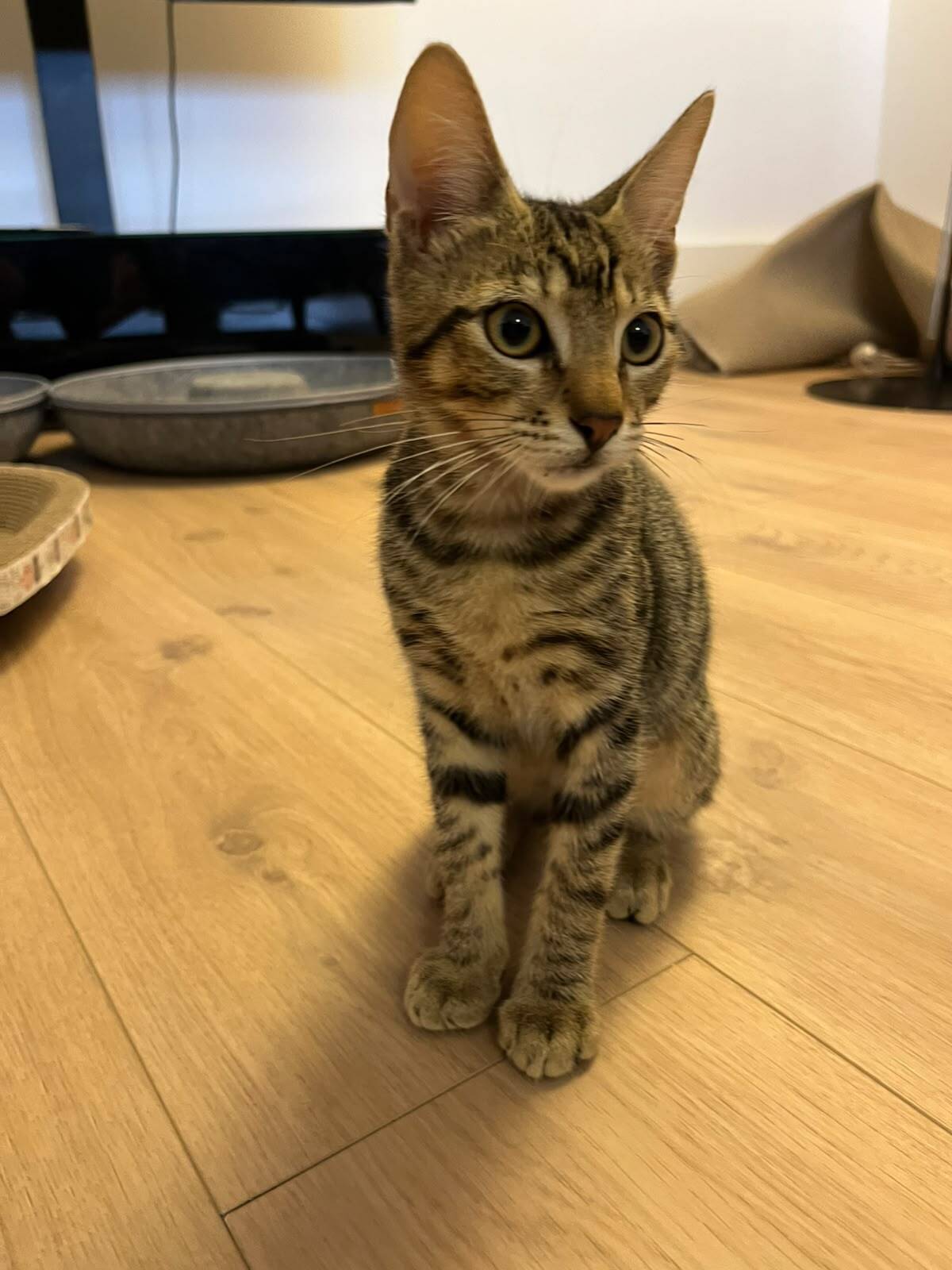 Adoption Pantero 
