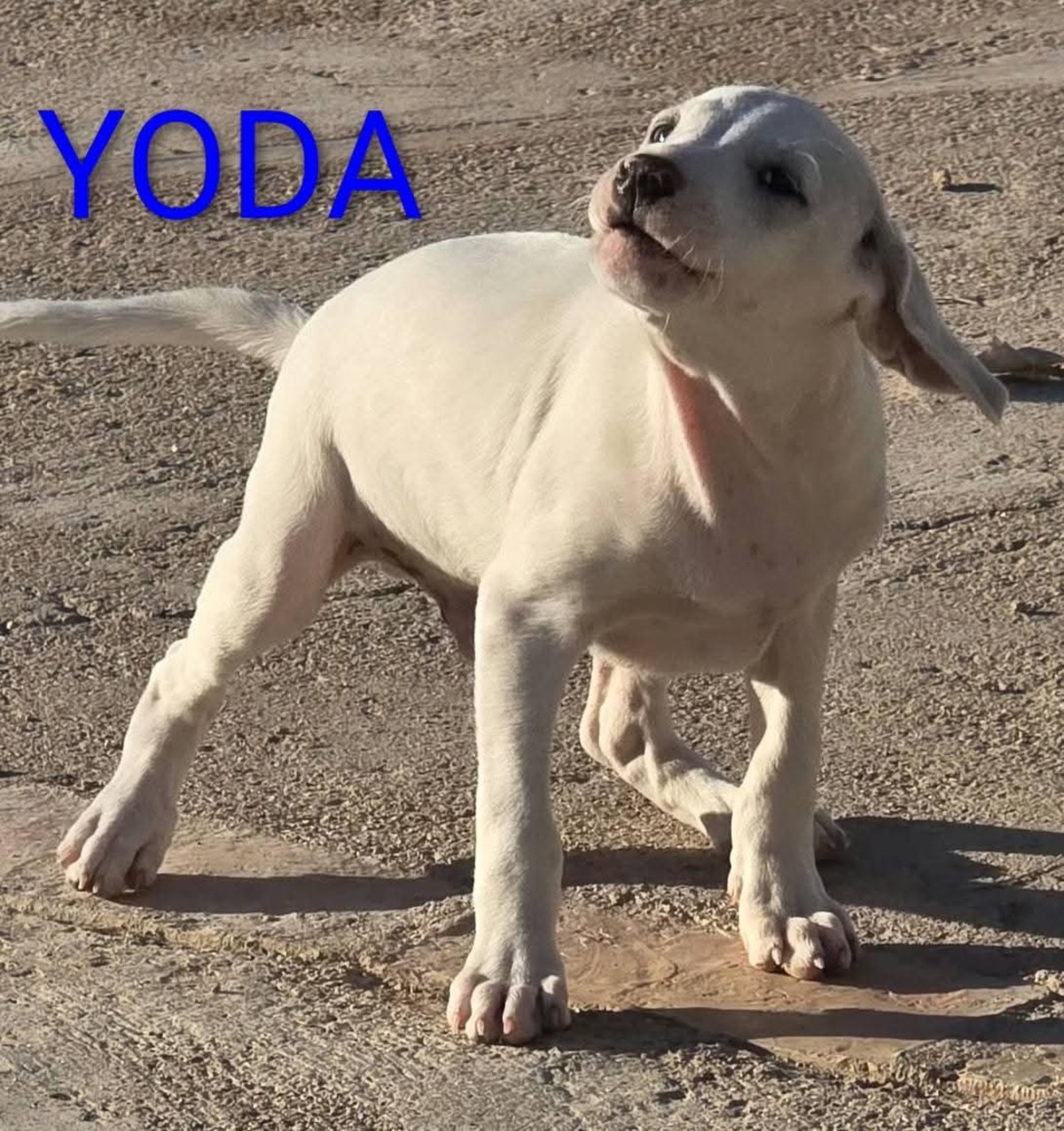 Adoption Yoda