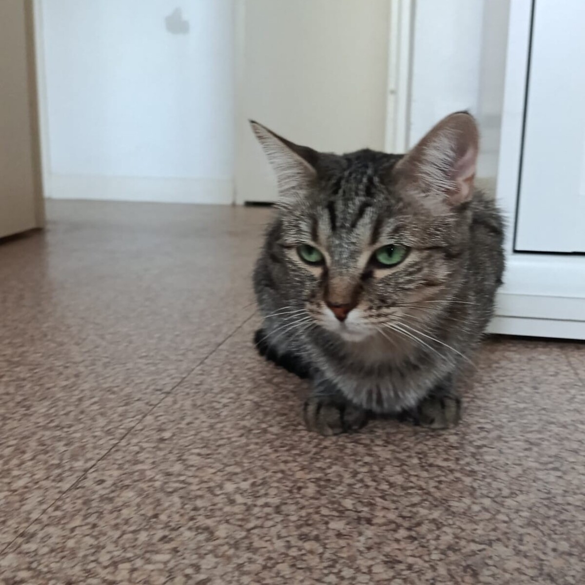 Adoption Dollie