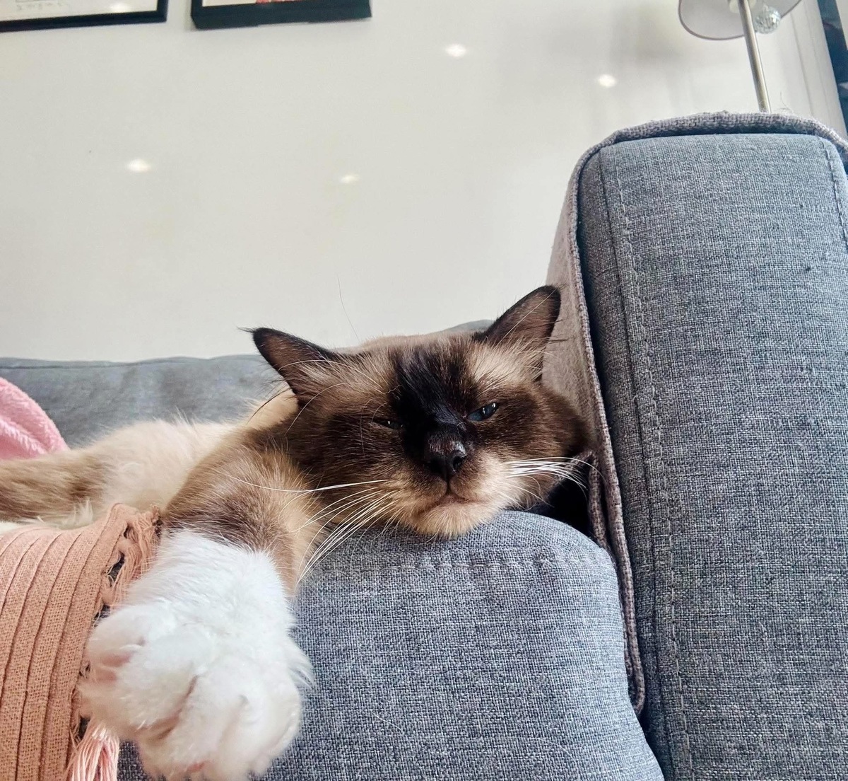 Adoption Gilmore
