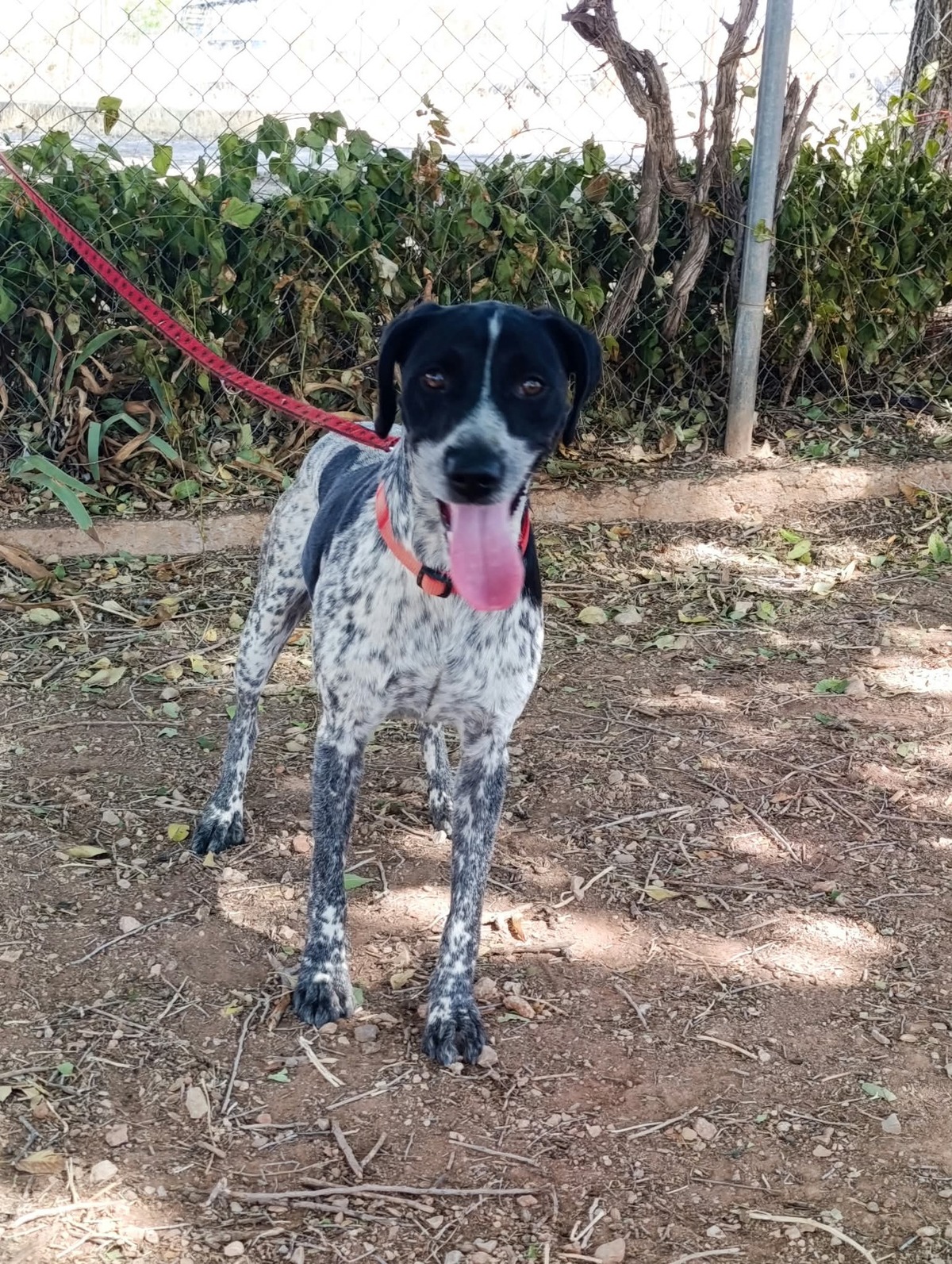 Adoption Apolo
