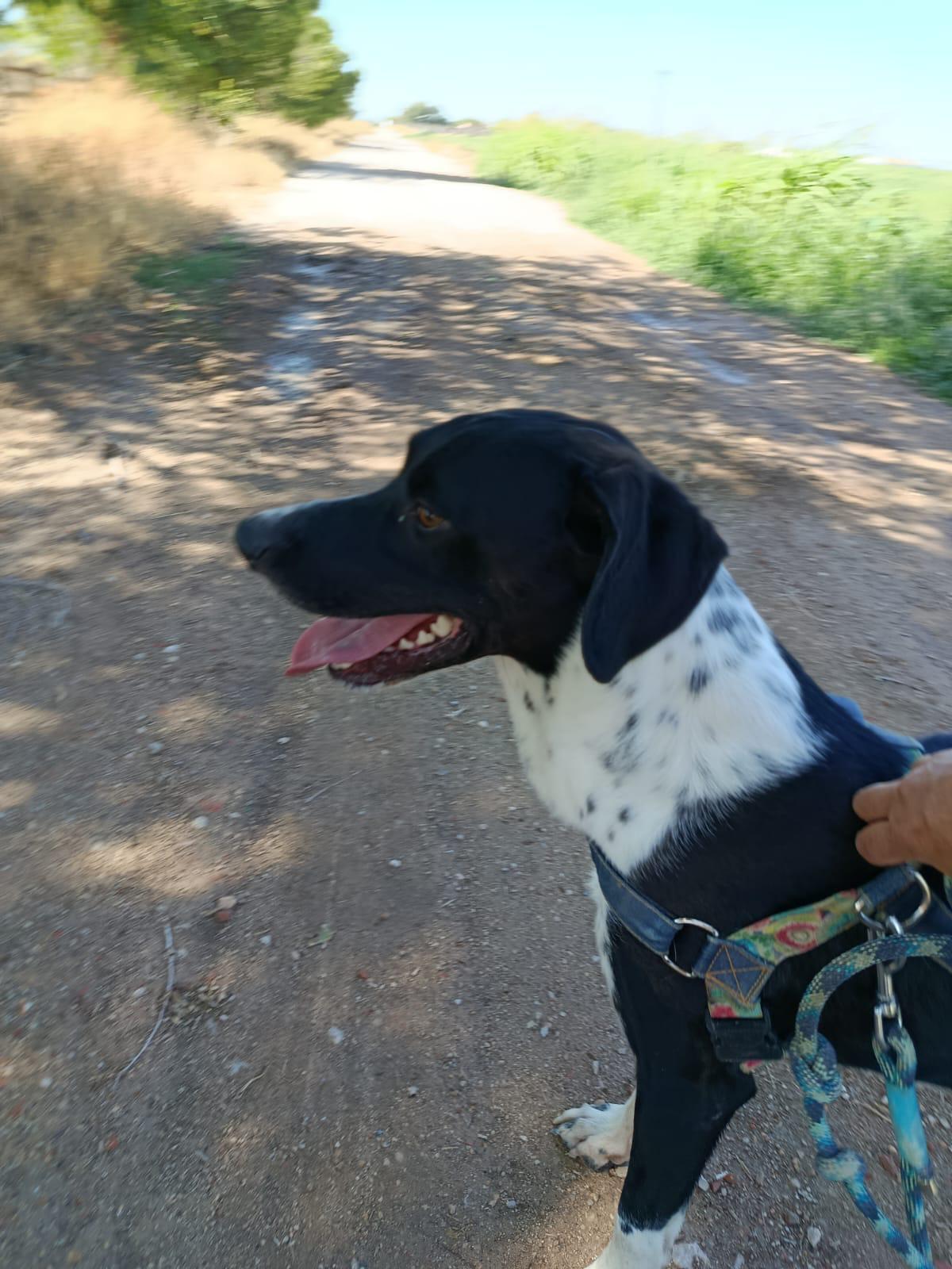 Adoption Morgan