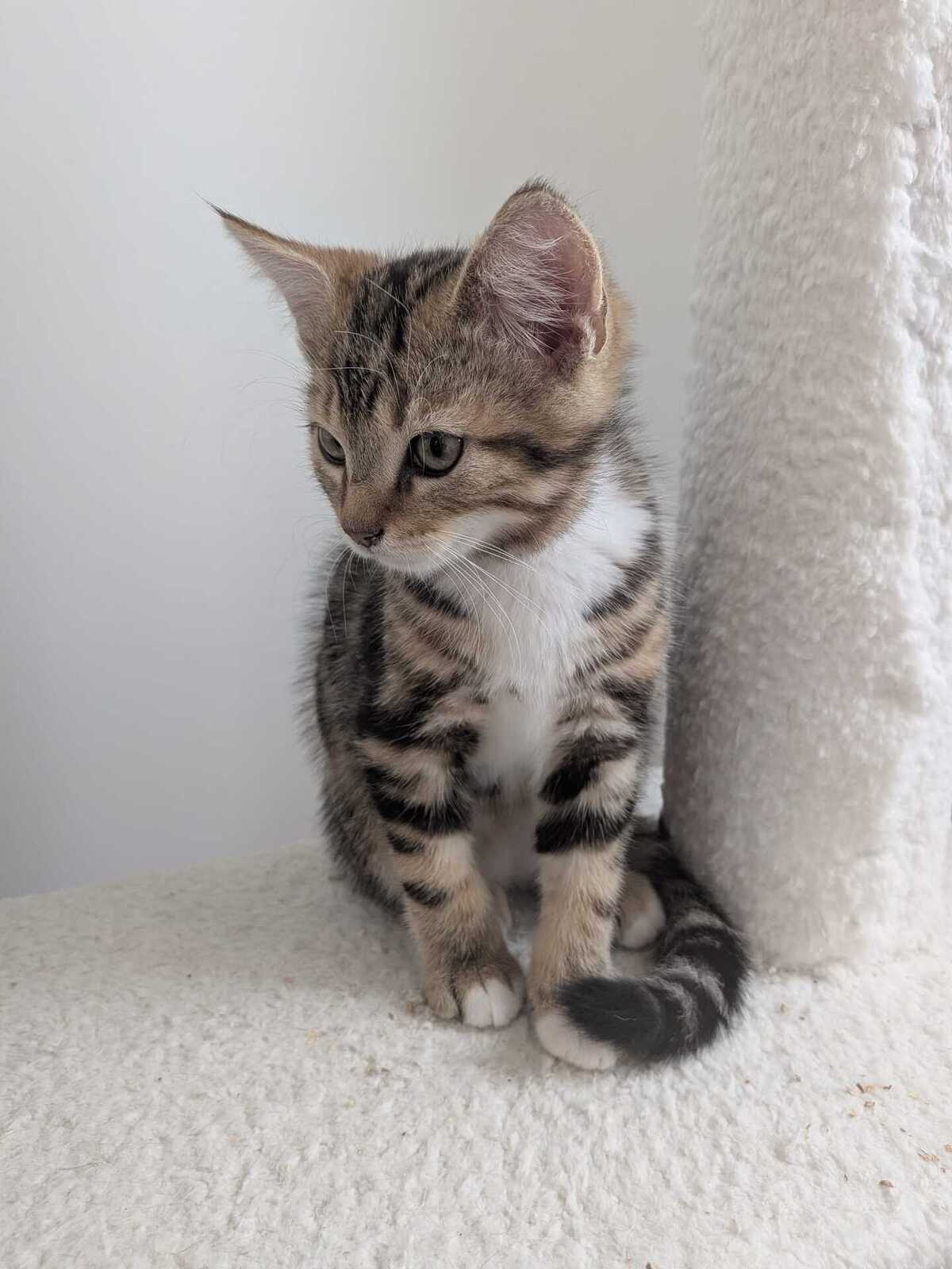 Adoption Bubsy