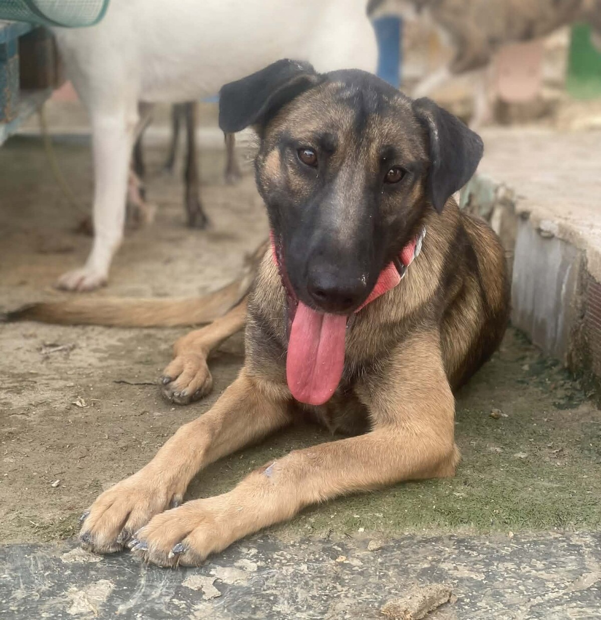 Adoption Beatriz
