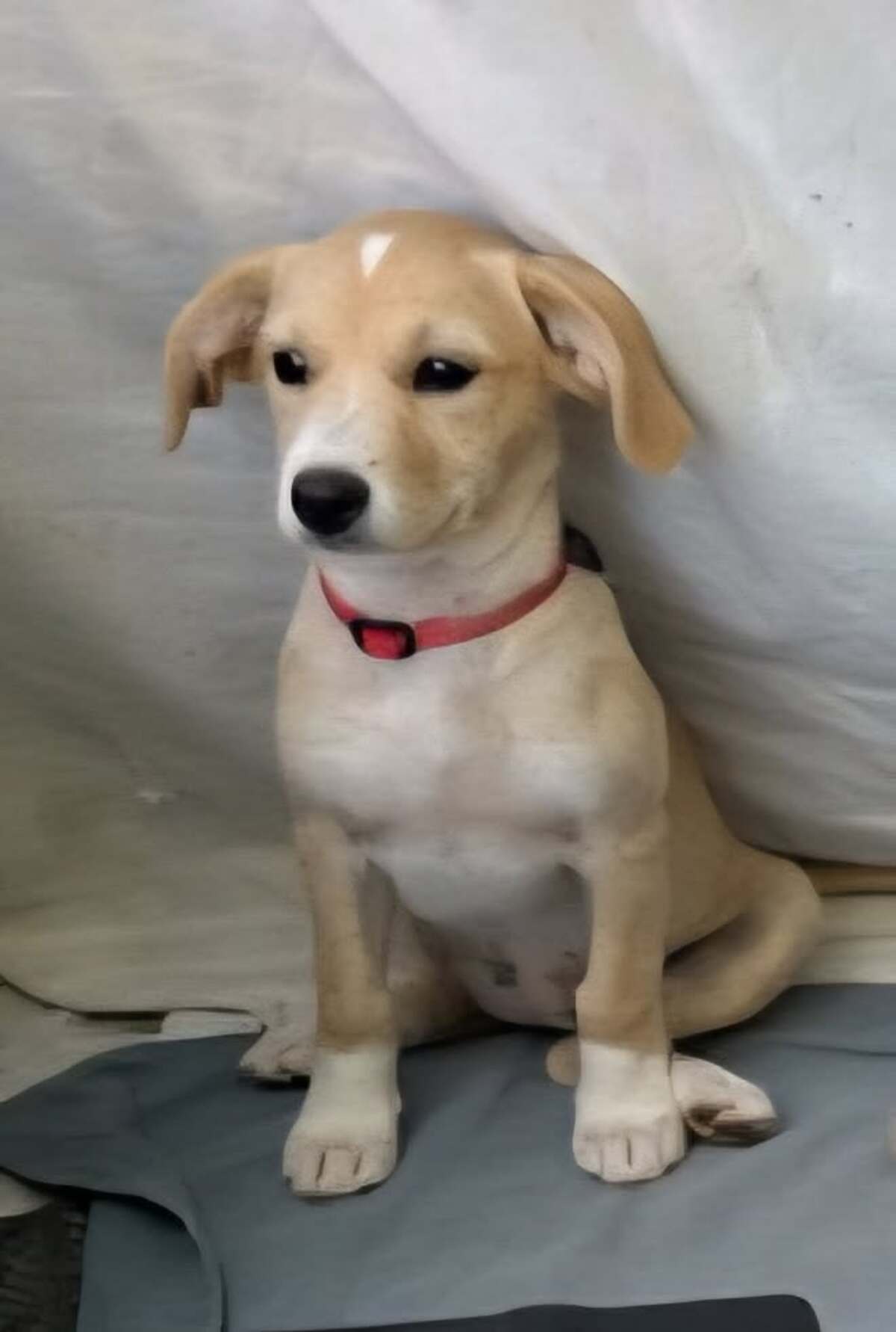 Adoption Bloom