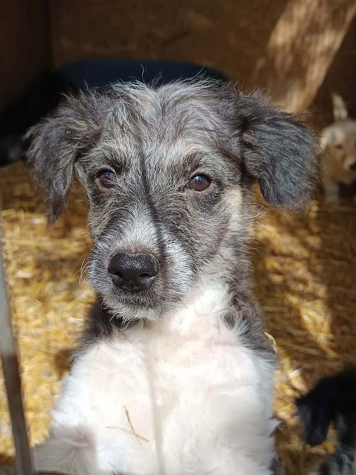 Adoption Muffin