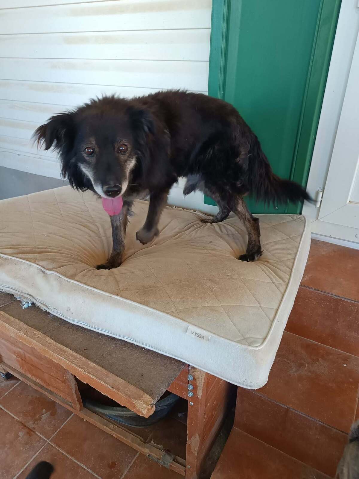 Adoption Manolo 