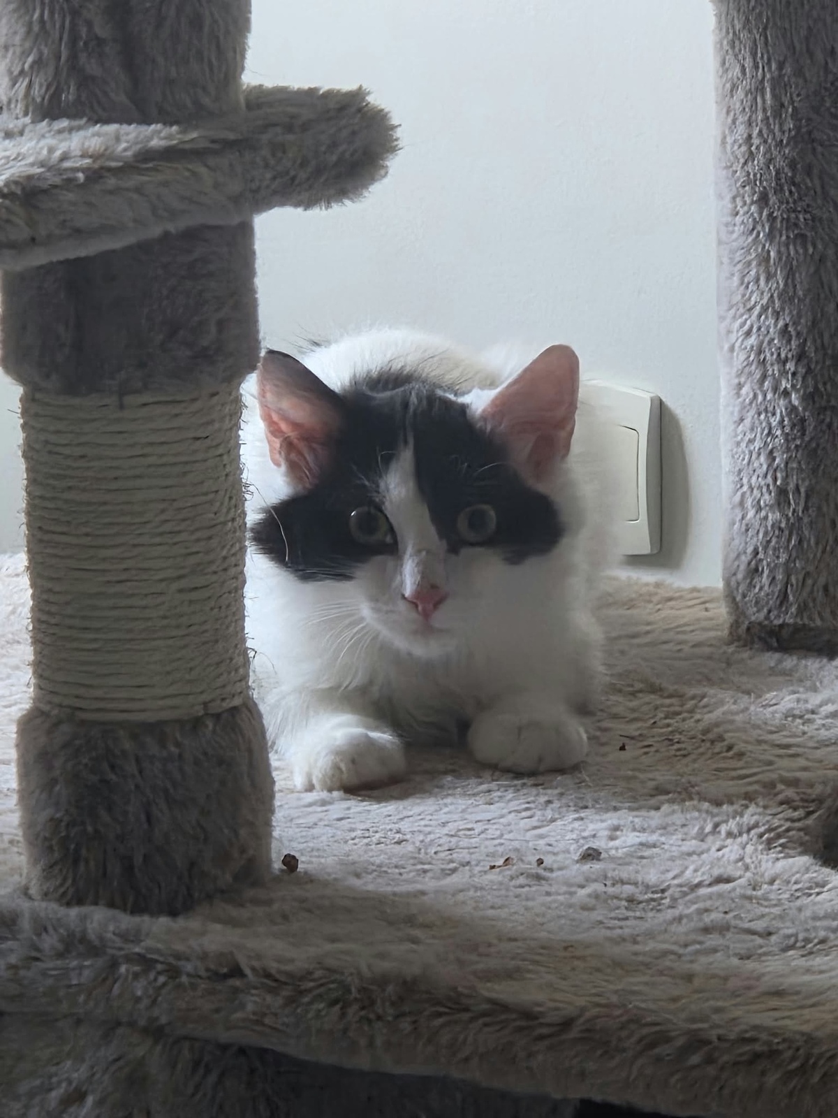 Adoption Pompon