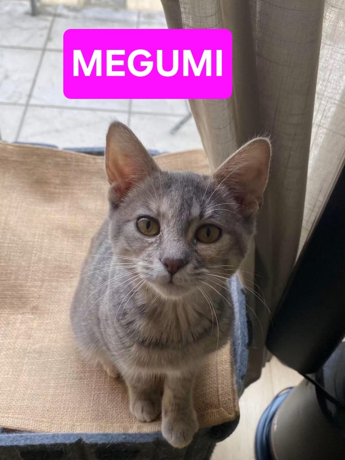 Adoption Yuji et Megumi Duo
