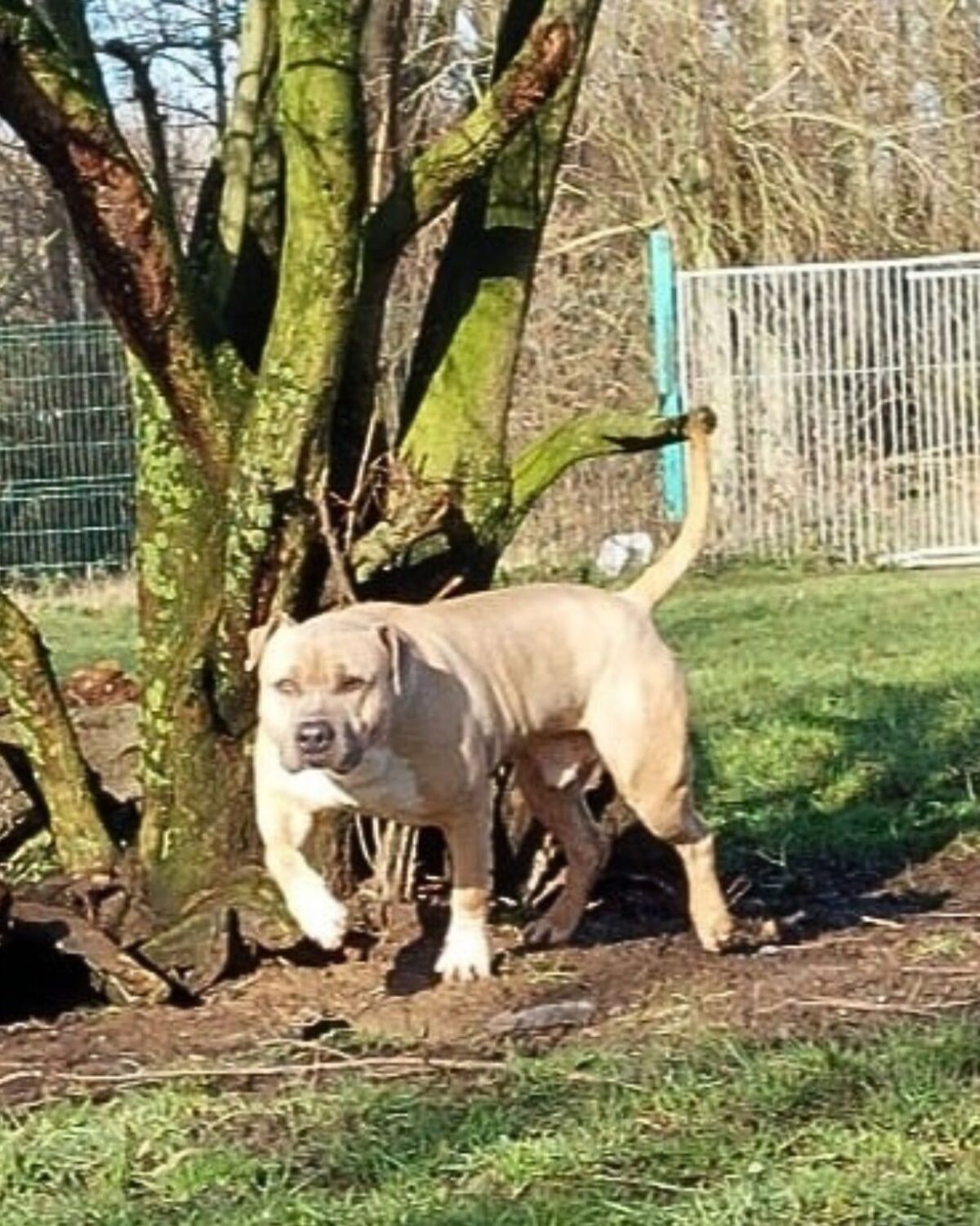 Adoption Paco