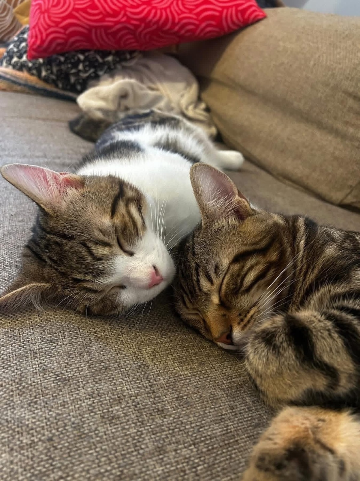 Adoption Azriel et Caliban 
