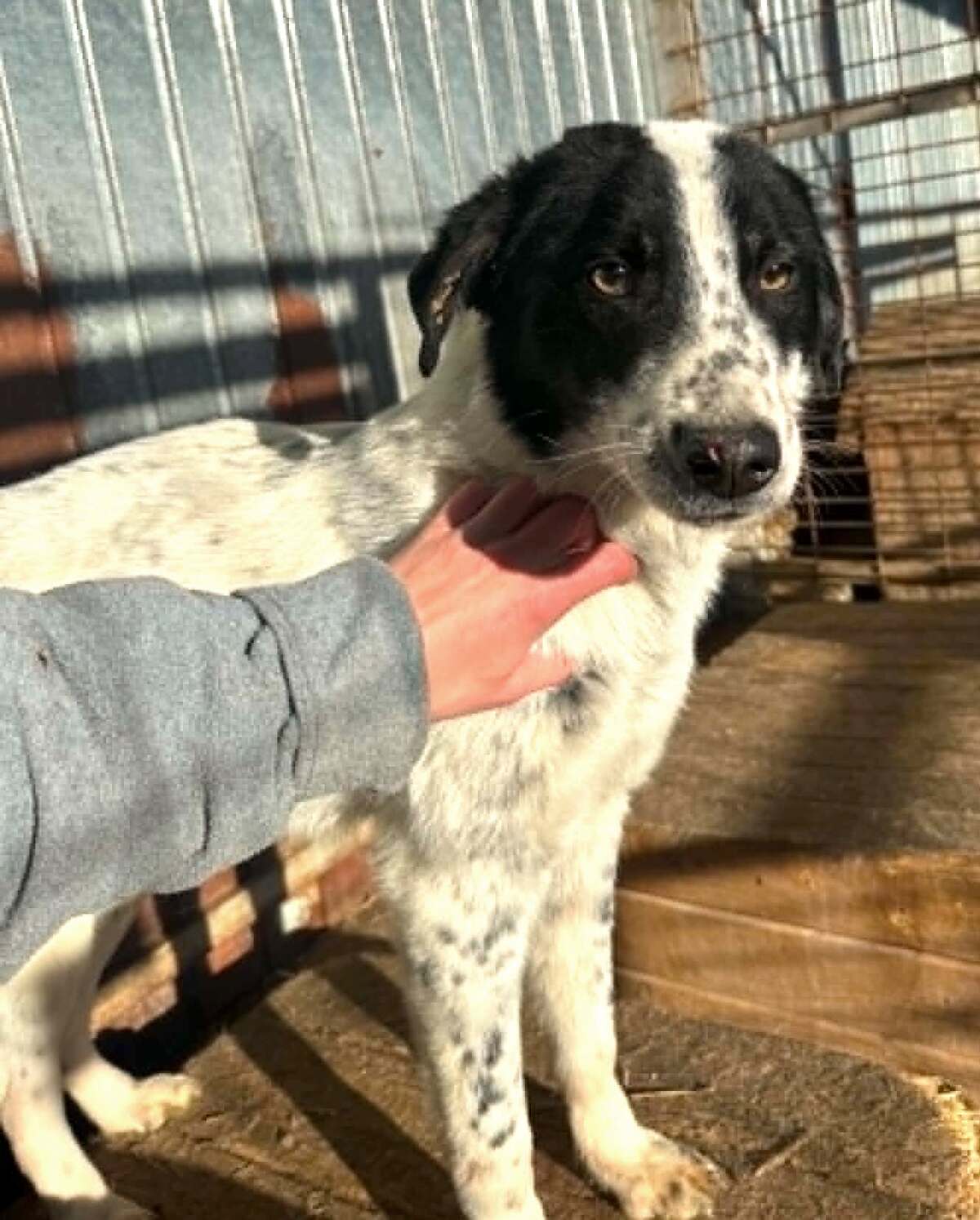 Adoption Pongo