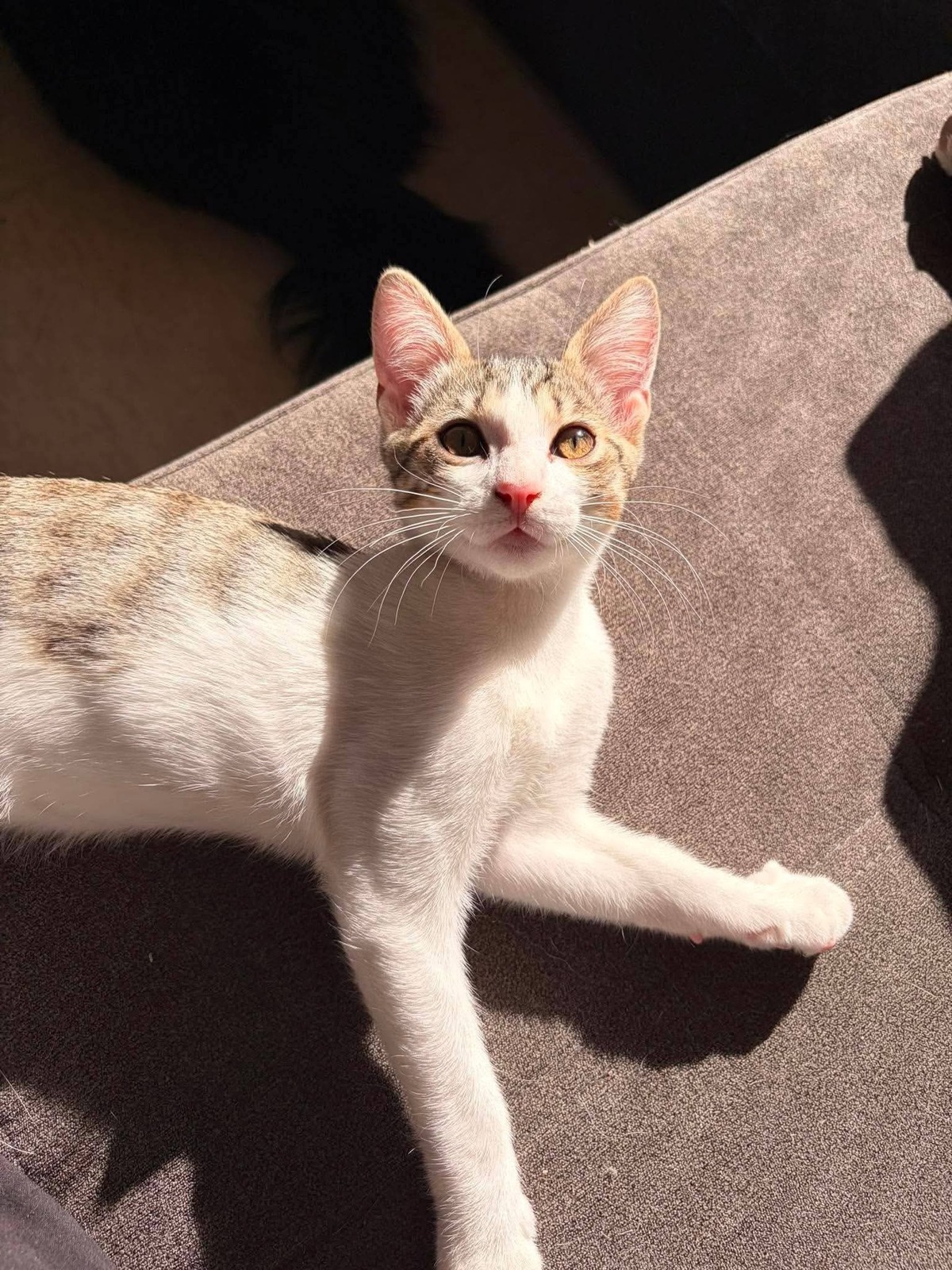 Adoption Tigrou