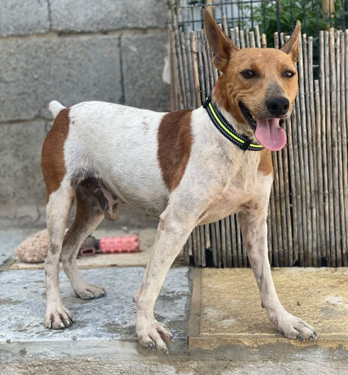 Adoption Peter pan 